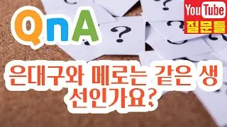 은대구와 메로는 같은 생선인가요?