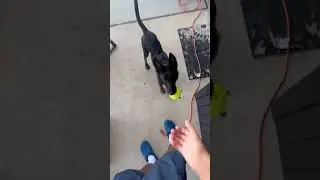 Teaching to play fetch #dog #youtubeshorts #shorts #fyp #doglovers #dogshorts #reels #fast #quick