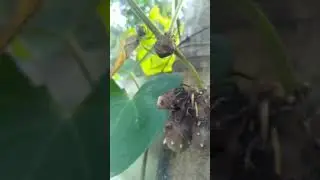 हवाई  आलू /dioscorea bulbifera#shorts#youtubeshorts