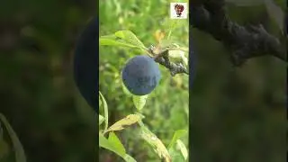 Sloe - Raw Food Facts