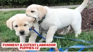 4K Free Video | Funny Dog Videos | Creative Commons video | Animals Love life