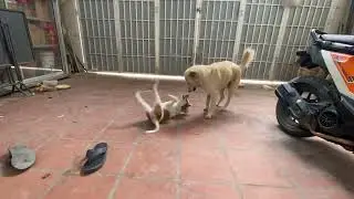Happy golden dog play happy with puppy and female dog outside home #dogs #cute #cutedog 