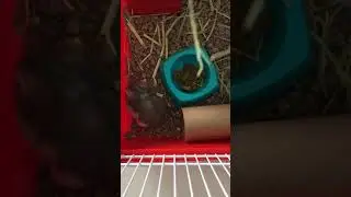 MiniGuy new hamster lette