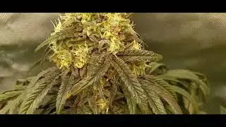 Gsd F5 crosses updat week 6 or 7? 3Vale tudo(Mendo Purps x Kimbo kush)xgsd f5)) 1(Sourdbx2 x gsd f5)