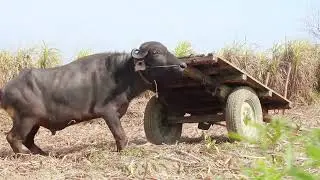 How to Start a Profitable Buffalo Farm in Kerala | Step-by-Step Guide