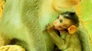 Baby monkey Lola is better on her face, Very adorable baby monkey