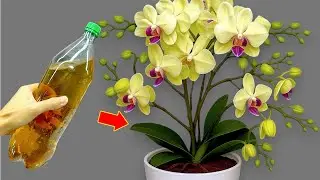 I poured 1 bottle on the roots! Orchids bloom easily all year round