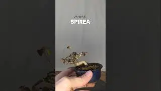 mame spirea #bonsai #minibonsai #bonsaitree #mamebonsai #shorts
