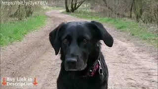 dogs Brain Training for Dogs Review   Turn Your Dog into a Genius   Unique Dog Training Course