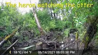 Suterbrook Creek, June 2021 visitors