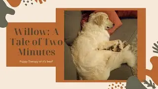 PUPPY THERAPY | Willow: The Great Pyrenees Puppy 🐶 🐑