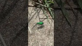 Six-Spotted Green Tiger Beetle (2024-05-04)
