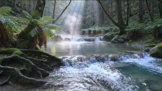 Peaceful River Flow With Birds Sounds in a Natural Forest 🌳 | Relaxing Background Audio for Sleeping