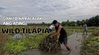 Marami kaming nakuhang Tilapia