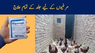 Chicken Mites & Lice Treatment || Usama Kay Birds
