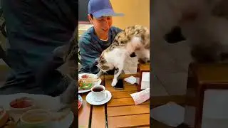 Funniest Cat 😼 cats meowing 😾 #FunnyCats #6317