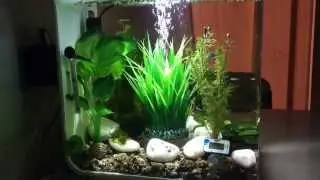 Biorb flow 30 aquascaped