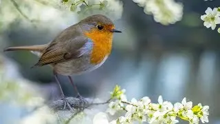 Peaceful Instrumental Music, Relaxing Meditation Nature Music  