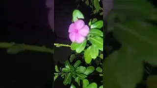 Pink flower in the tree 🎄