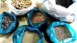 بریڈنگ کے لئے پرندوں کو یہ دانا دیں|Ringneck Best Seeds Mix For . Breeding Season|Ks birds update