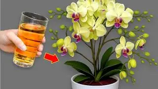🌸Treasure for orchids! Just pour 1 spoon into the roots and even the weakest will become stronger