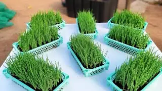 FREE Scallion Garden: How to Grow Green Onions Forever from Scraps (US Zero Waste DIY)