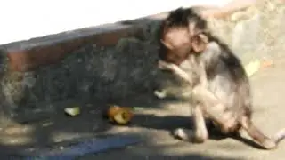#01 Poor Baby Monkey HEIDI