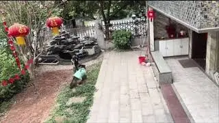 Smart dog helps children fetch ball from rock waterfall fountain in China