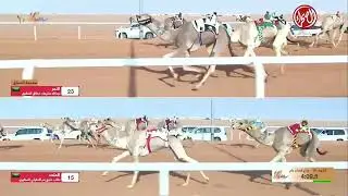 الشوط 10 جذاع  قعدان  صباح يوم الأربعاء 24-12-2025 من #مهرجان_الملك_عبدالعزيز_للإبل10