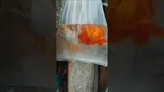 KOLKATA WHOLESALE AQUARIUM FISH MARKET 💥#goldfish #shark #foryou #shorts