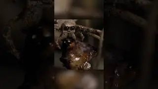 Gladiator spider vs assassin beetle🕷#animals #facts #short