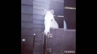 travel video#viralvideo#beautifull weather#germany#horse