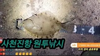 강도다리3수.망둥어4수⚘️강릉 사천진항 원투낚시