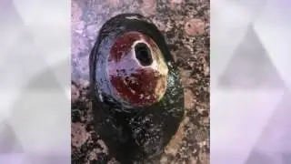 How to cook Giant Keyhole Limpets