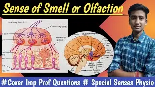 Sense of Smell or Olfaction ||Olfactory Pathway ||Special senses ||Physiology  || in hindi ||Ashish