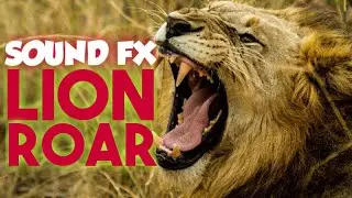 LION ROAR sound effects | All About sOunds