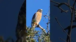 Red-shouldered Hawk🐦Bird Of Prey #redshoulderedhawk