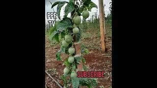 HOW TO MAINTAIN HIGH QUALITY FRUIT PRODUCTION IN PASSION FRUIT FARM