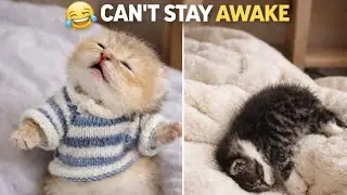 Hilarious Sleepy Kittens Compilation 😆 Vets Reveal Why They Collapse Like This