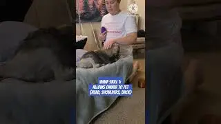 Bilbo VHMP 1: Allows owner to pet #lowchen