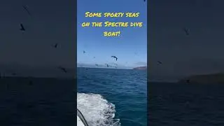 Some fun on the Spectre dive boat! Channel Islands, CA.  #volkscuba #spectrediveboat #anacapaisland