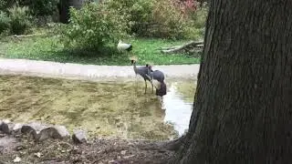 White stork bill clapping and African Gray-Crowned Cranes