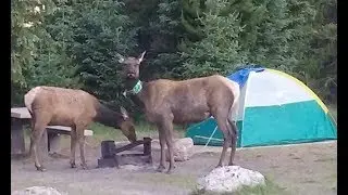 Timber Creek Campground in Rocky Mountain National Park Colorado