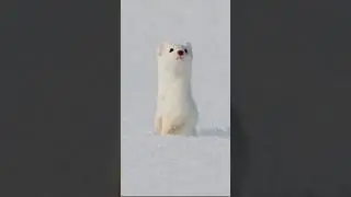 Credit: aaronbaggenstos #animal #winter #ermine #snowmouse #stoat #snow #white