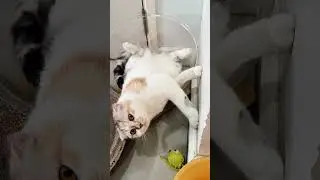 New 2026 Cat Relaxation&hellip; Самые спокойные моменты котиков в этом году! 😻💤✨