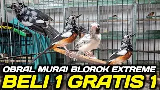 BUSYET ! MURAI BLOROK EXTREME BELI 1 GRATIS 1 APA GA RUGI HARI INI DIKIOS PASAR PRAMUKA
