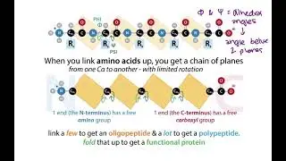 Peptide bonds and protein secondary structure (alpha helices, B strands, sheets, & turns, etc.)