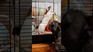 Rat's Runaway Welcome! 🐭💨🤯🐶🐱😂🐾