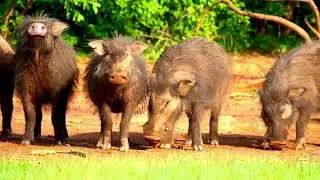 Giant Forest Hog Central African Republic