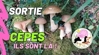 Sortie Cèpes 10 septembre 2025. Ils sont là !